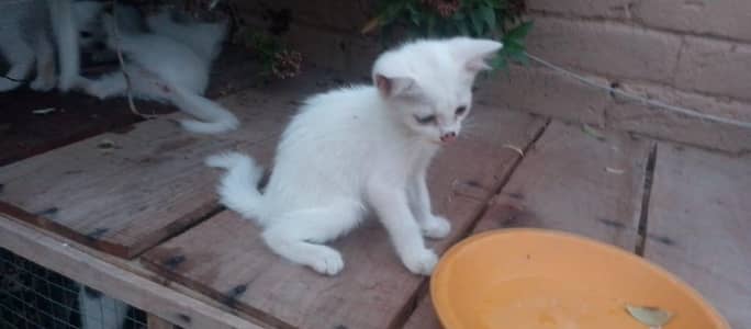 Pure Persian Kitten for Sale | 1 Month Old | Healthy & Cute”