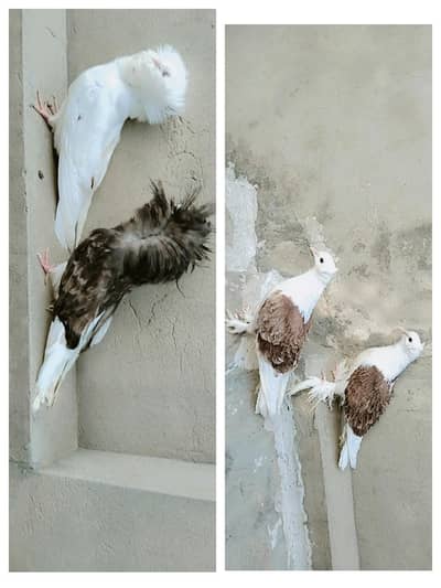 5 kali chicks pair aur 2 kali frillback pair aur 3 kali single piece