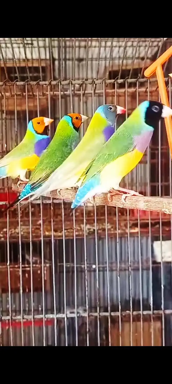Gouldian Finch