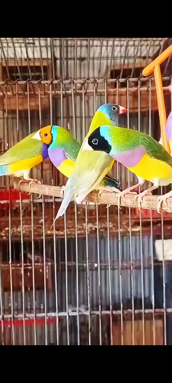 Gouldian Finch — photo 2