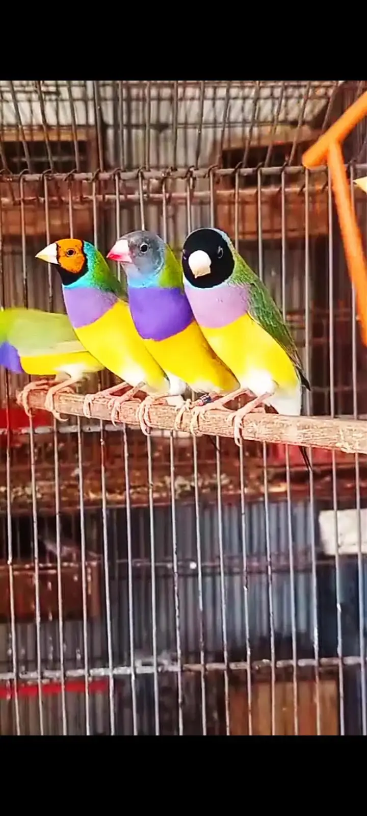 Gouldian Finch — photo 3