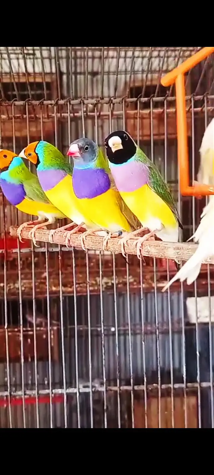 Gouldian Finch — photo 4