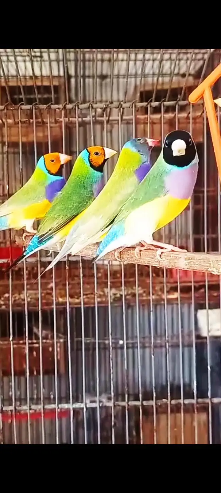 Gouldian Finch — photo 5