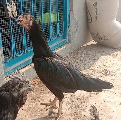 ASEEL/CHICKS/For/Sale 1 Male 1 female