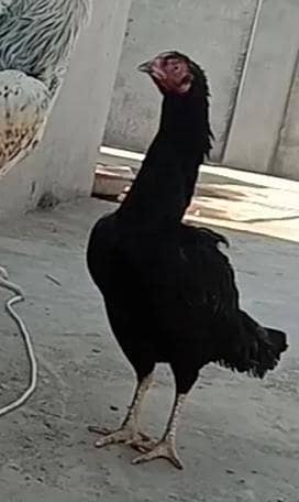ASEEL/Black/Lakhi/Female/For Sale