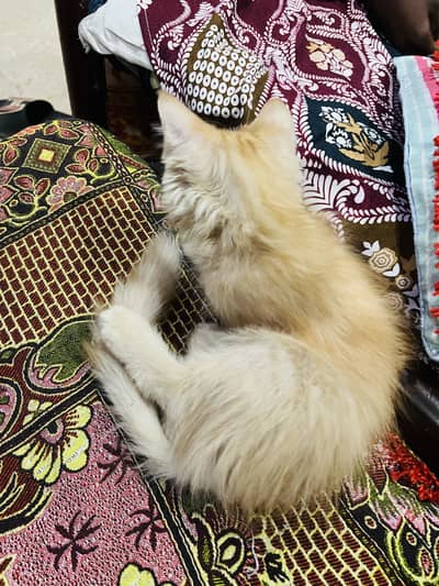 Persian cat 3 months