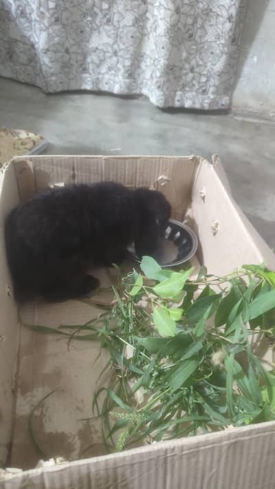 black rabbit just slight white spot on ear , active wnd neuter