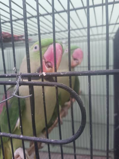 brider pair