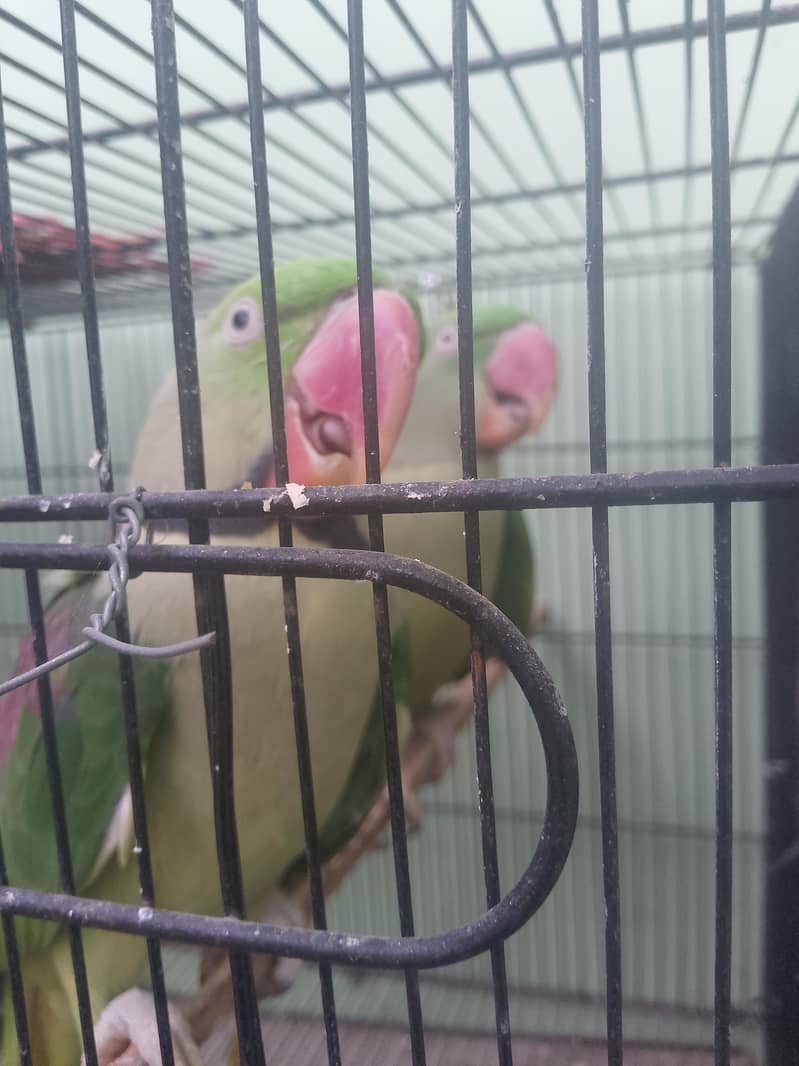 brider pair 0
