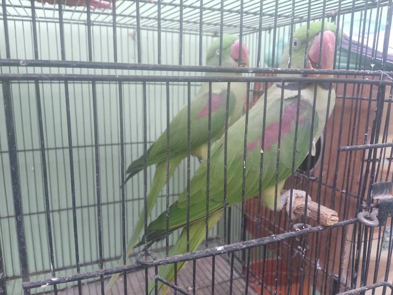 brider pair 1