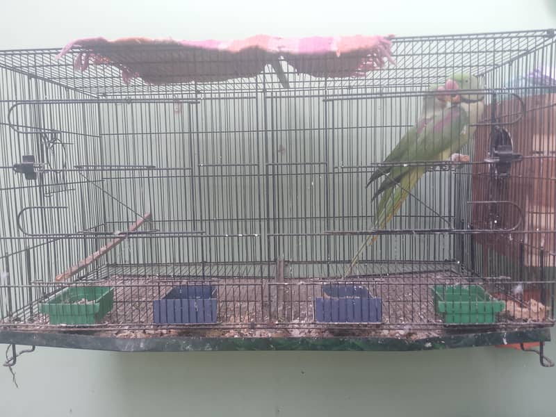 brider pair 2