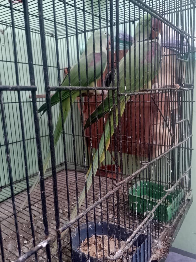 brider pair 3