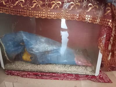 fish aquarium
