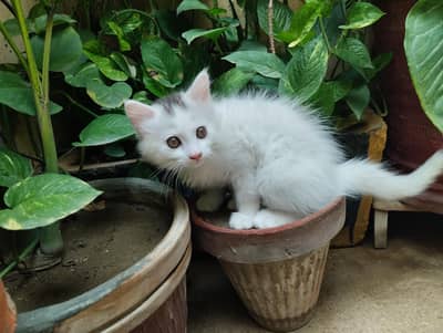 Persian kittens