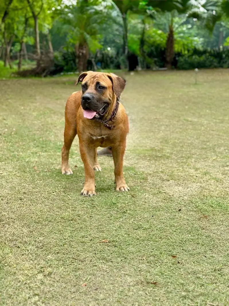 Boerboel/ South African mastiff — photo 6