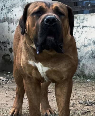 Boerboel/ South African mastiff