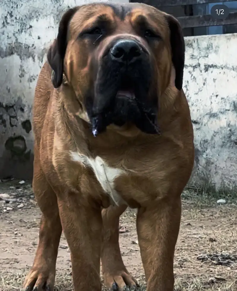 Boerboel/ South African mastiff
