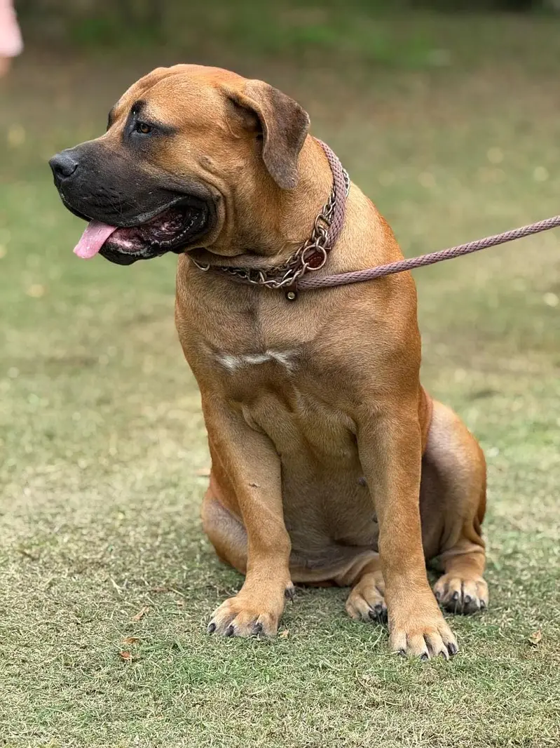 Boerboel/ South African mastiff — photo 7