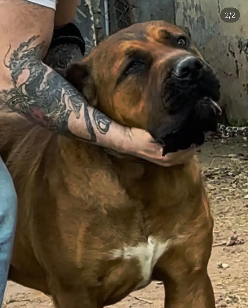 Boerboel/ South African mastiff — photo 8