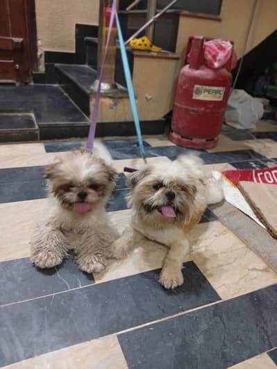 Pure Shihtzu Zero Size Punch for sale