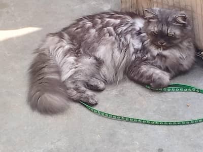 is ka hair cut huoa ha