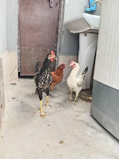 Beautiful 2 Hens and one cook  for sale