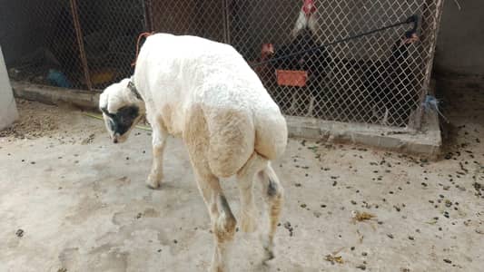 Male available