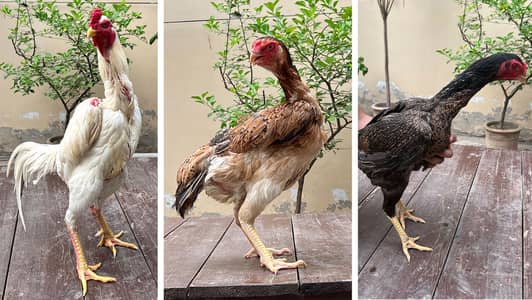 Shamo / White / Coco / Black / Lakha / Pathay / Pathaiyan / Chicks.
