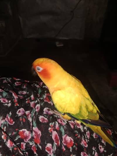 sun conure 1 pic Full Hand tame o bite high Red facter