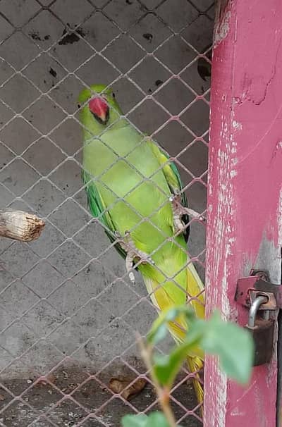 green Ring Nik home breed cheeks
