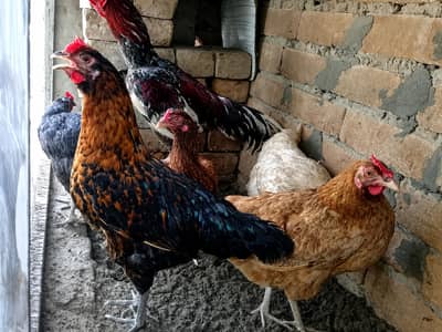 “4 desi Female Murgiyan for Sale – Layyah City”