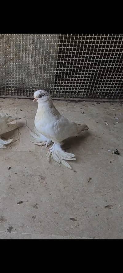 fancy pigeons