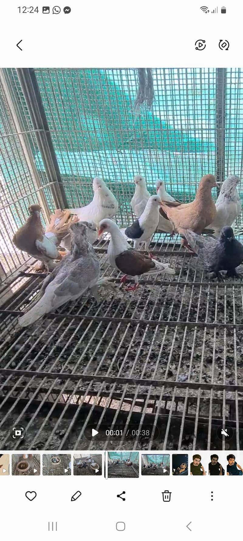 fancy pigeons 1