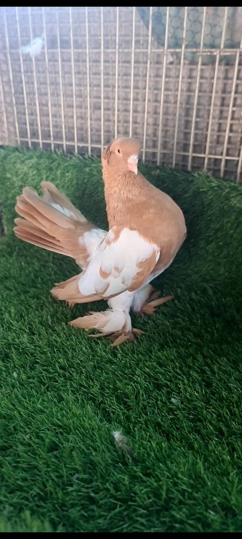 fancy pigeons 2