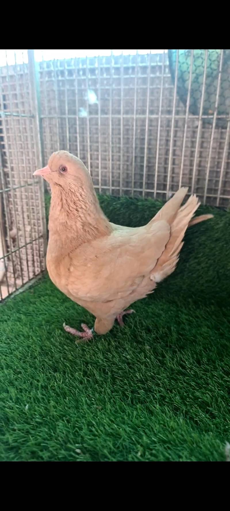 fancy pigeons 3