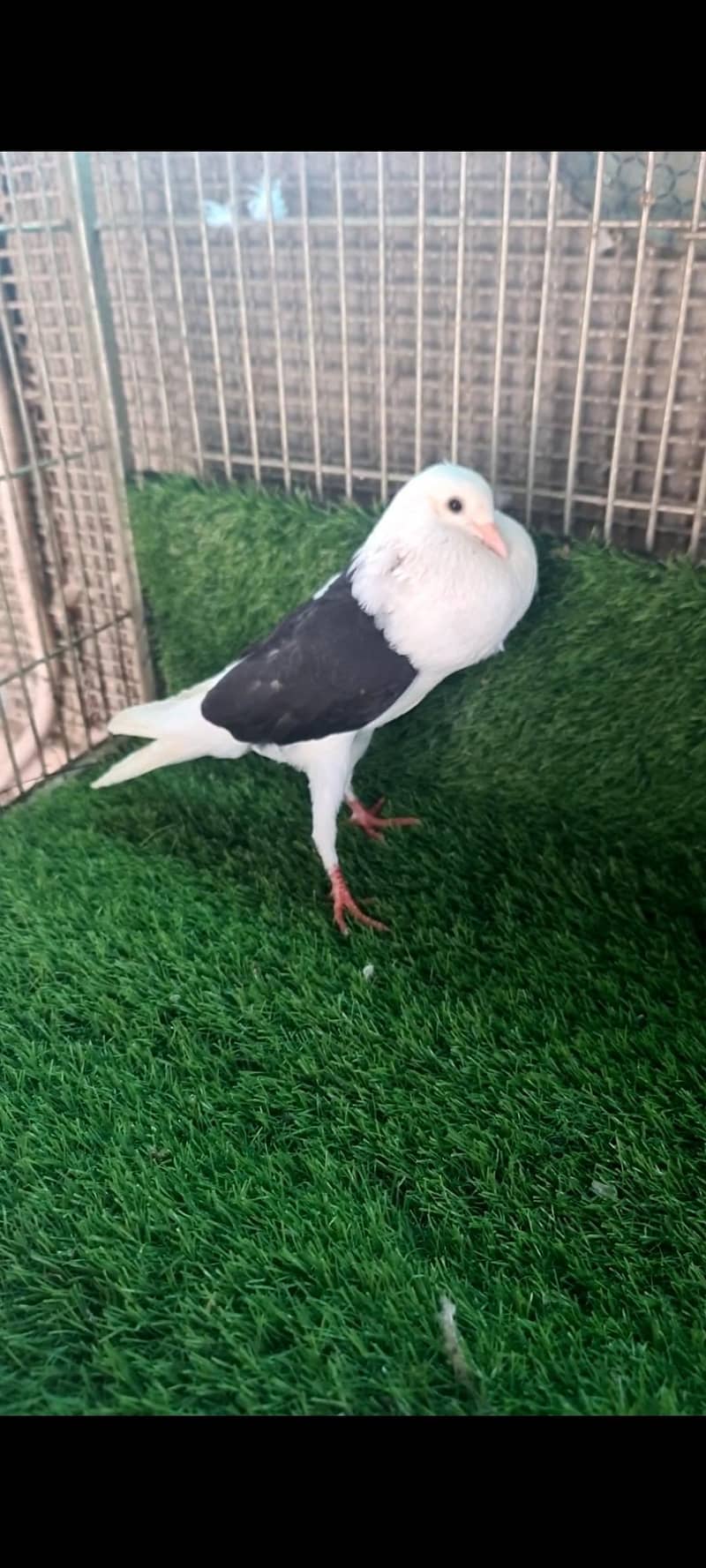 fancy pigeons 4