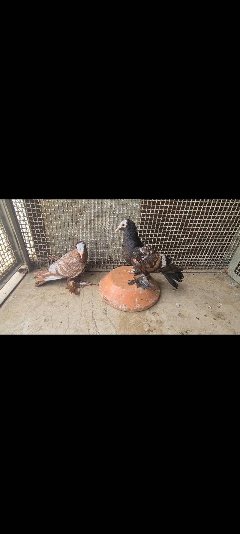 fancy pigeons 5