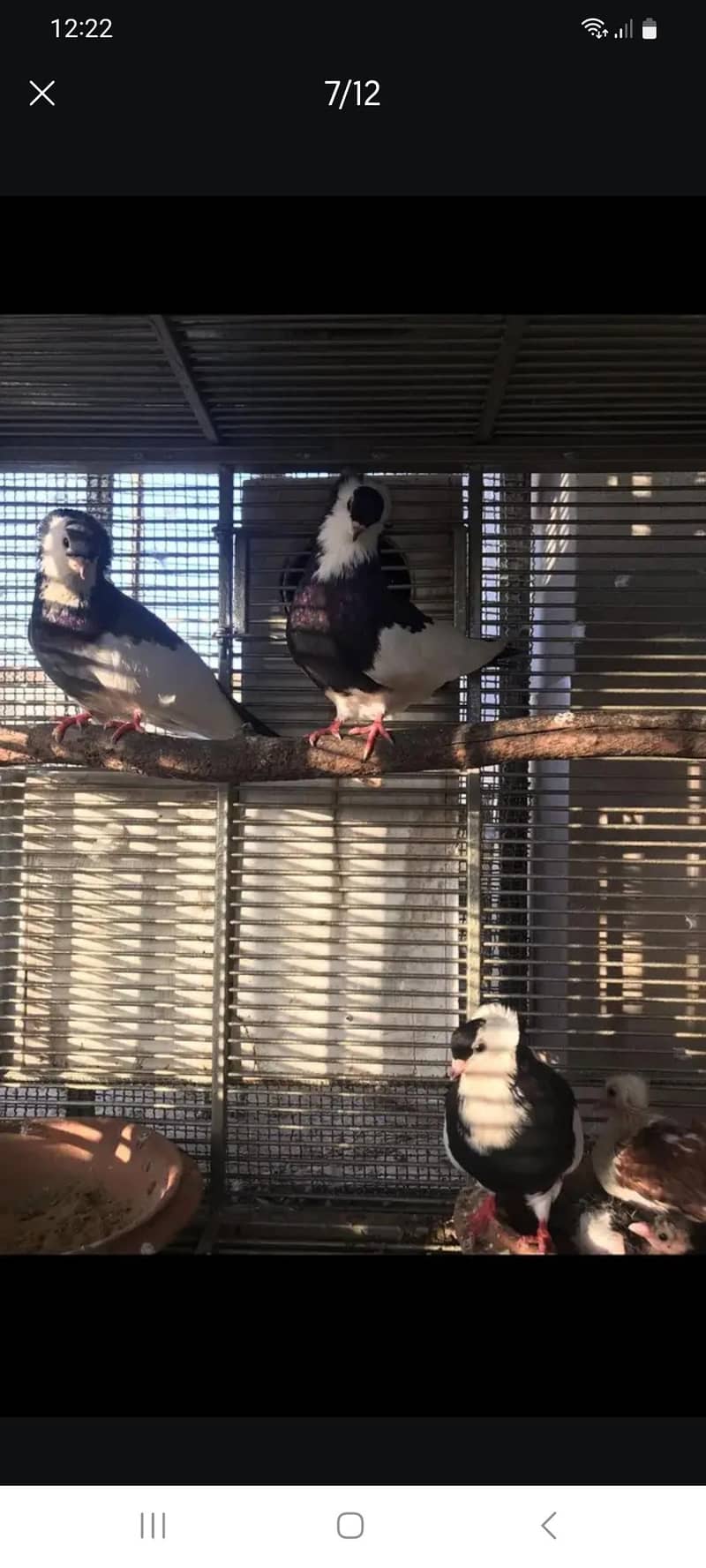 fancy pigeons 6