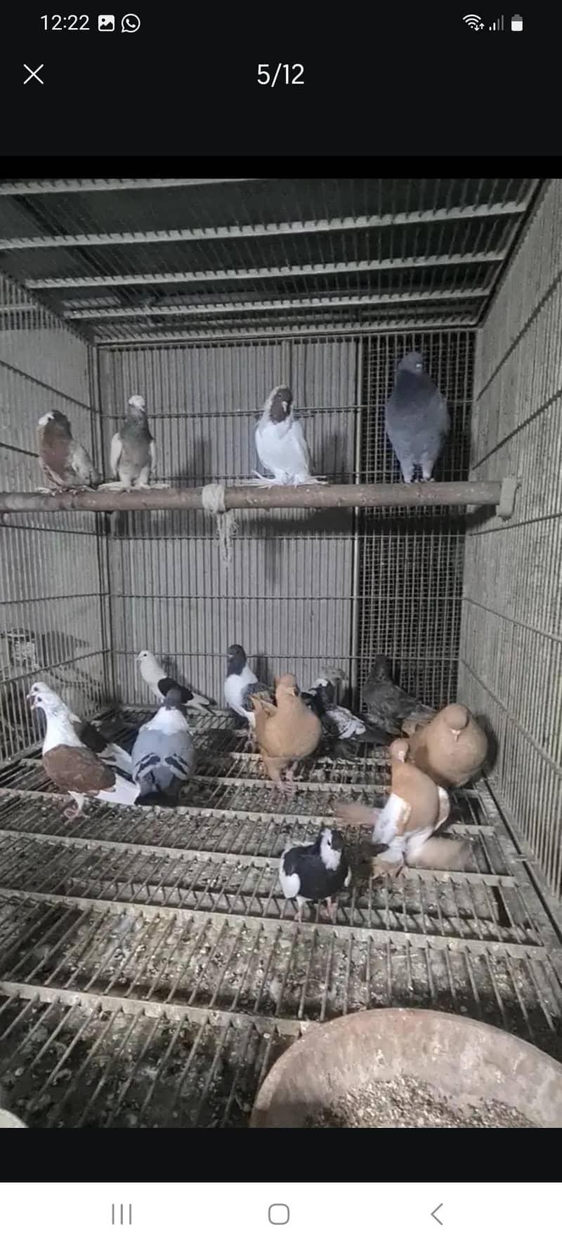 fancy pigeons 7