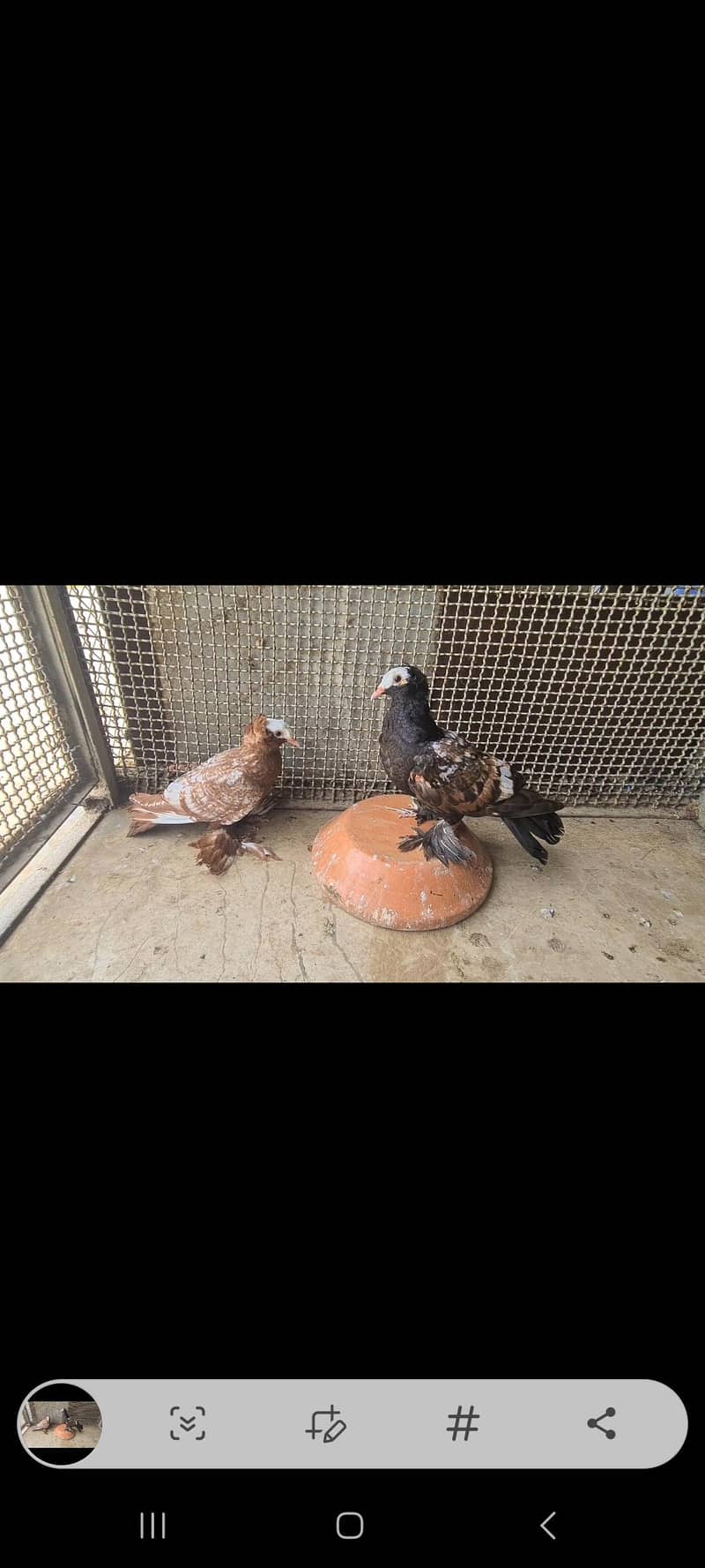 fancy pigeons 8