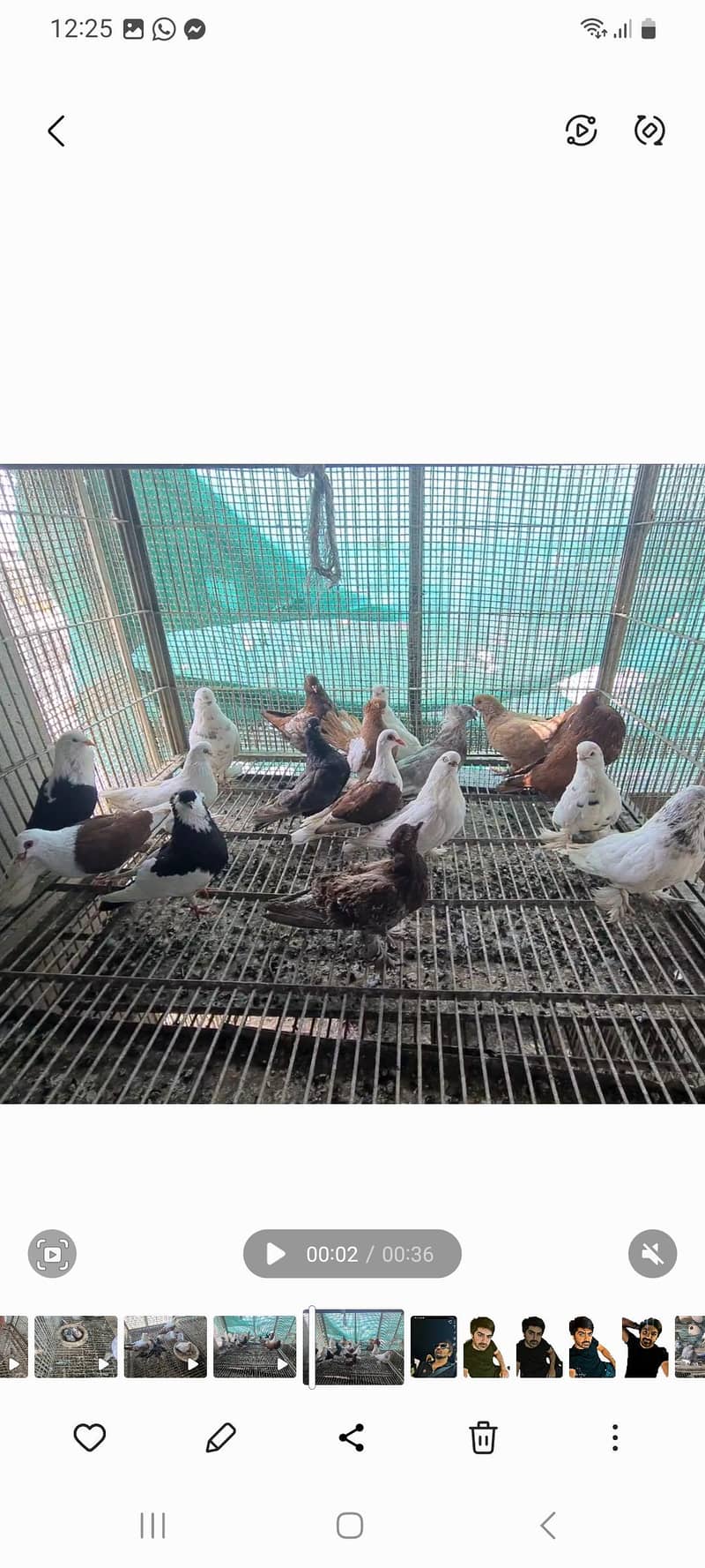 fancy pigeons 9