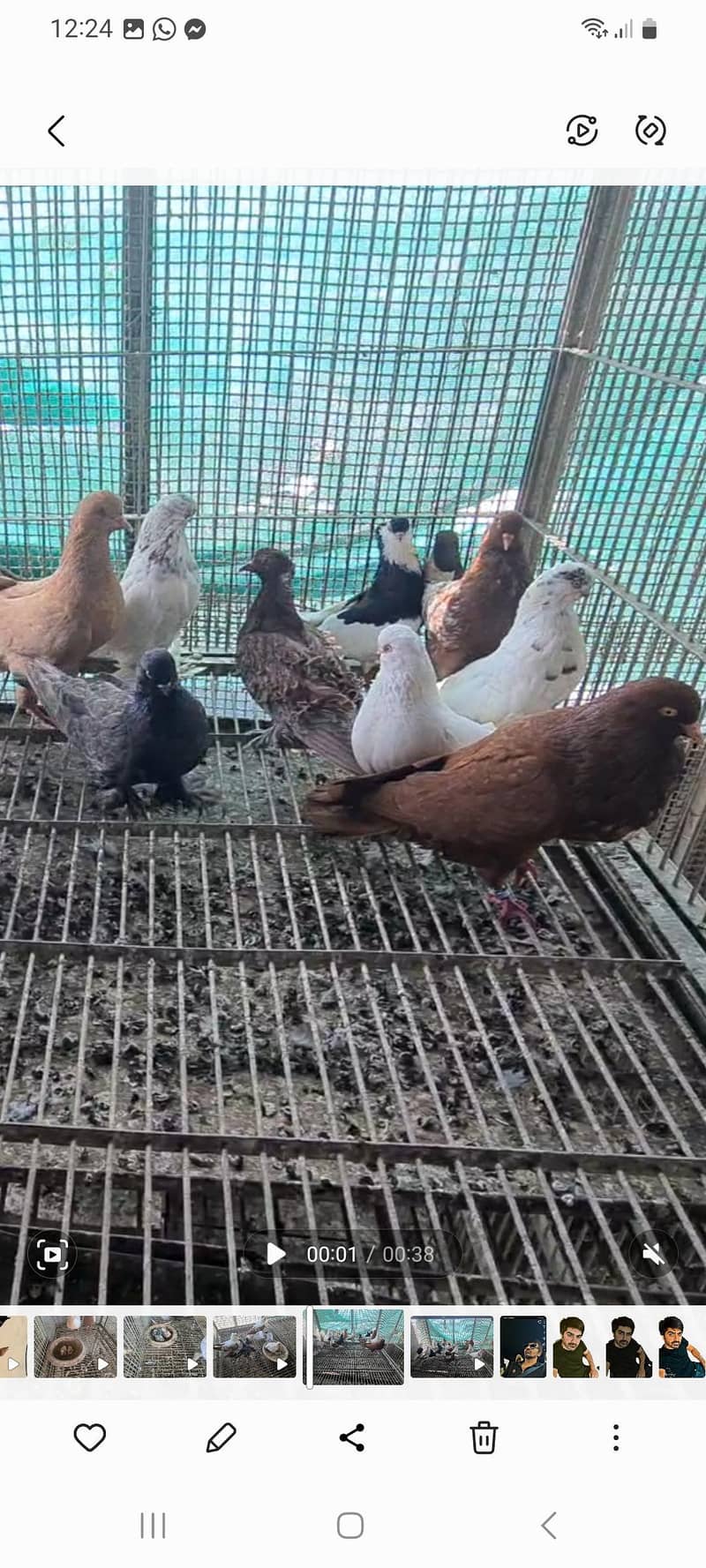 fancy pigeons 10
