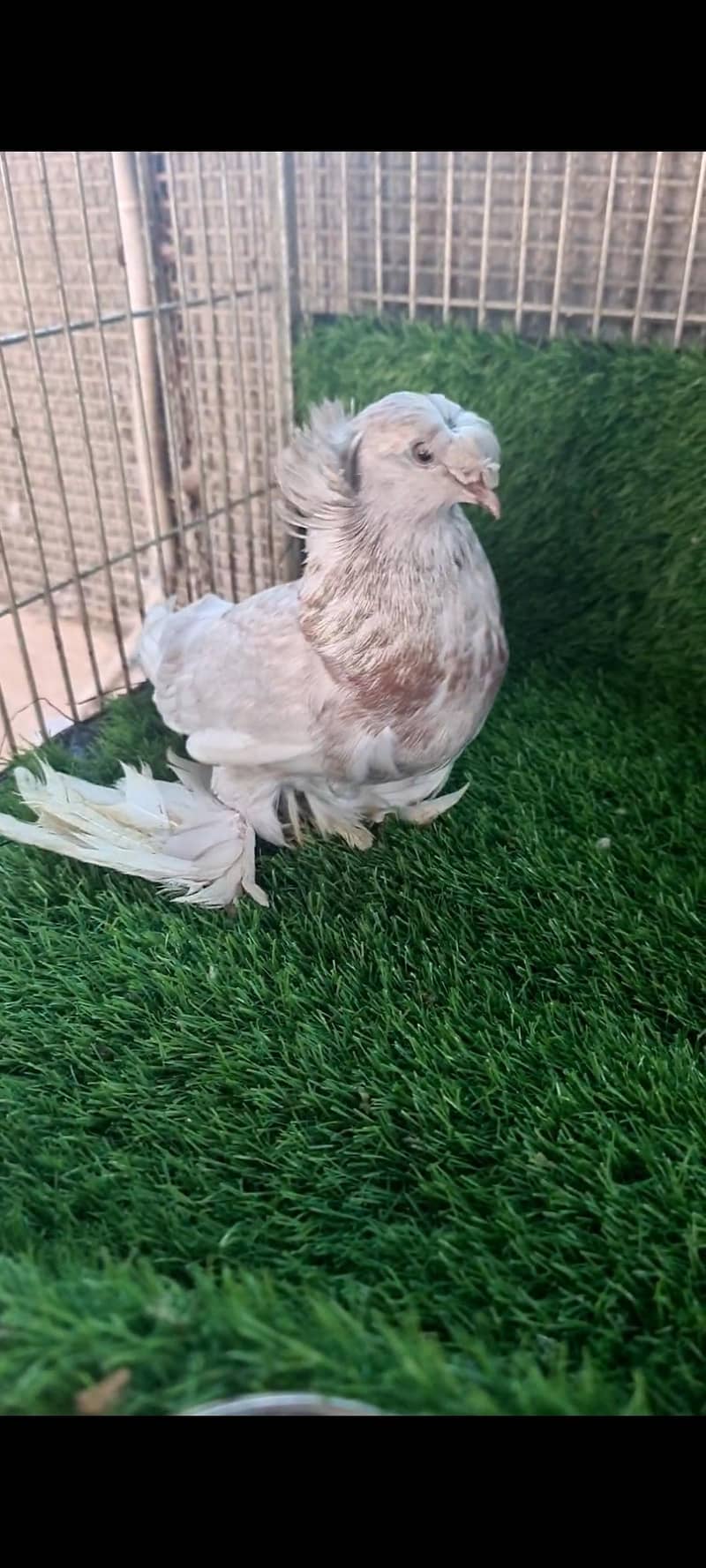 fancy pigeons 11
