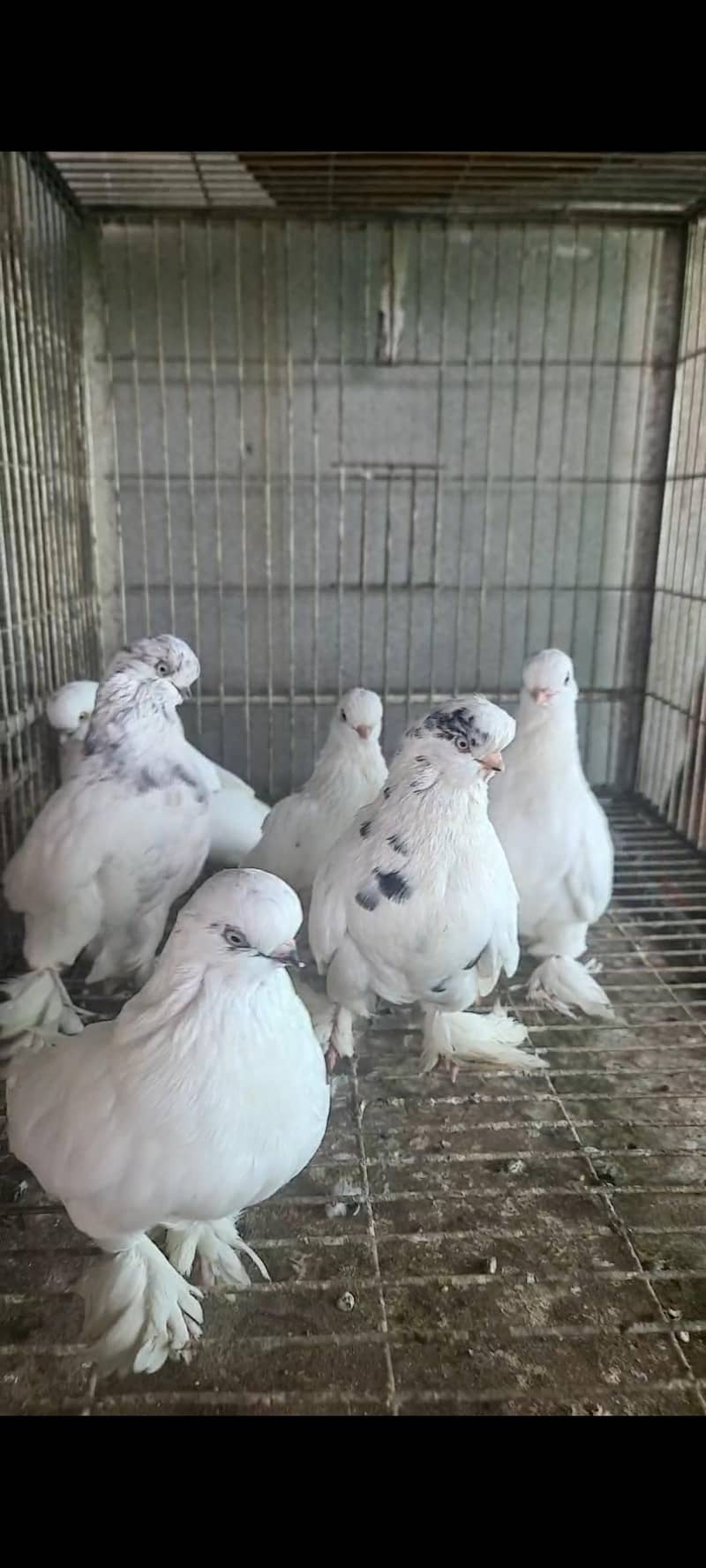 fancy pigeons 12