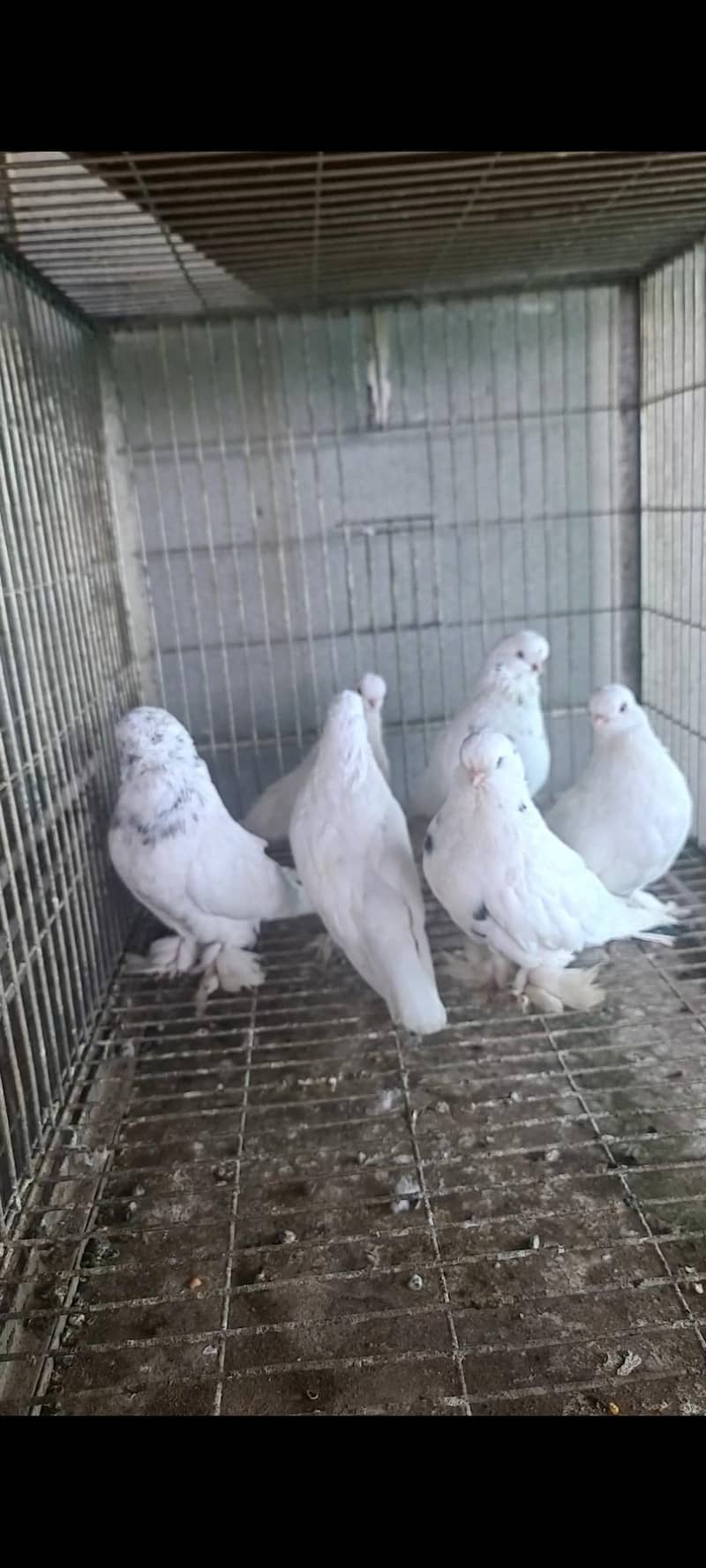 fancy pigeons 13