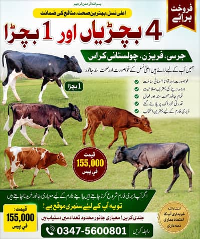 Heafers for sale