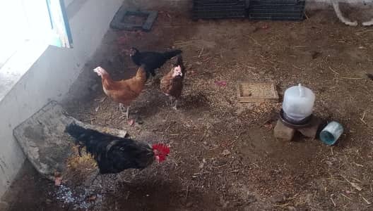 Tandrust aur Achi Quality 4 Hens Available