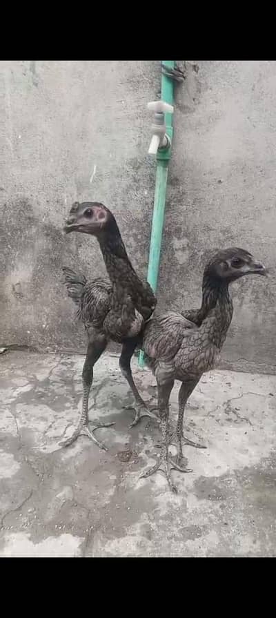 blue dragon pair 03204885211