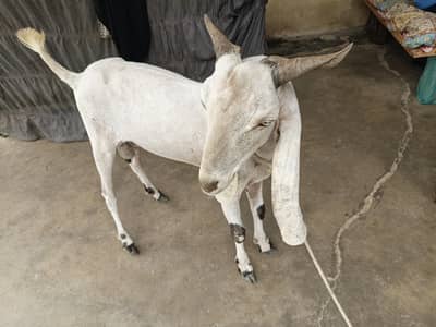 Bakra Bakri with baby urgent sale