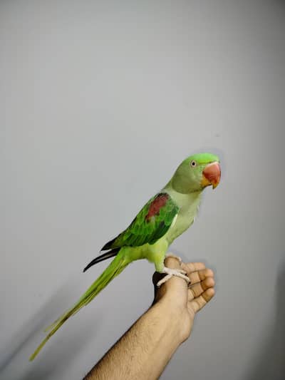 SEMI TAME TALKING FEMALE